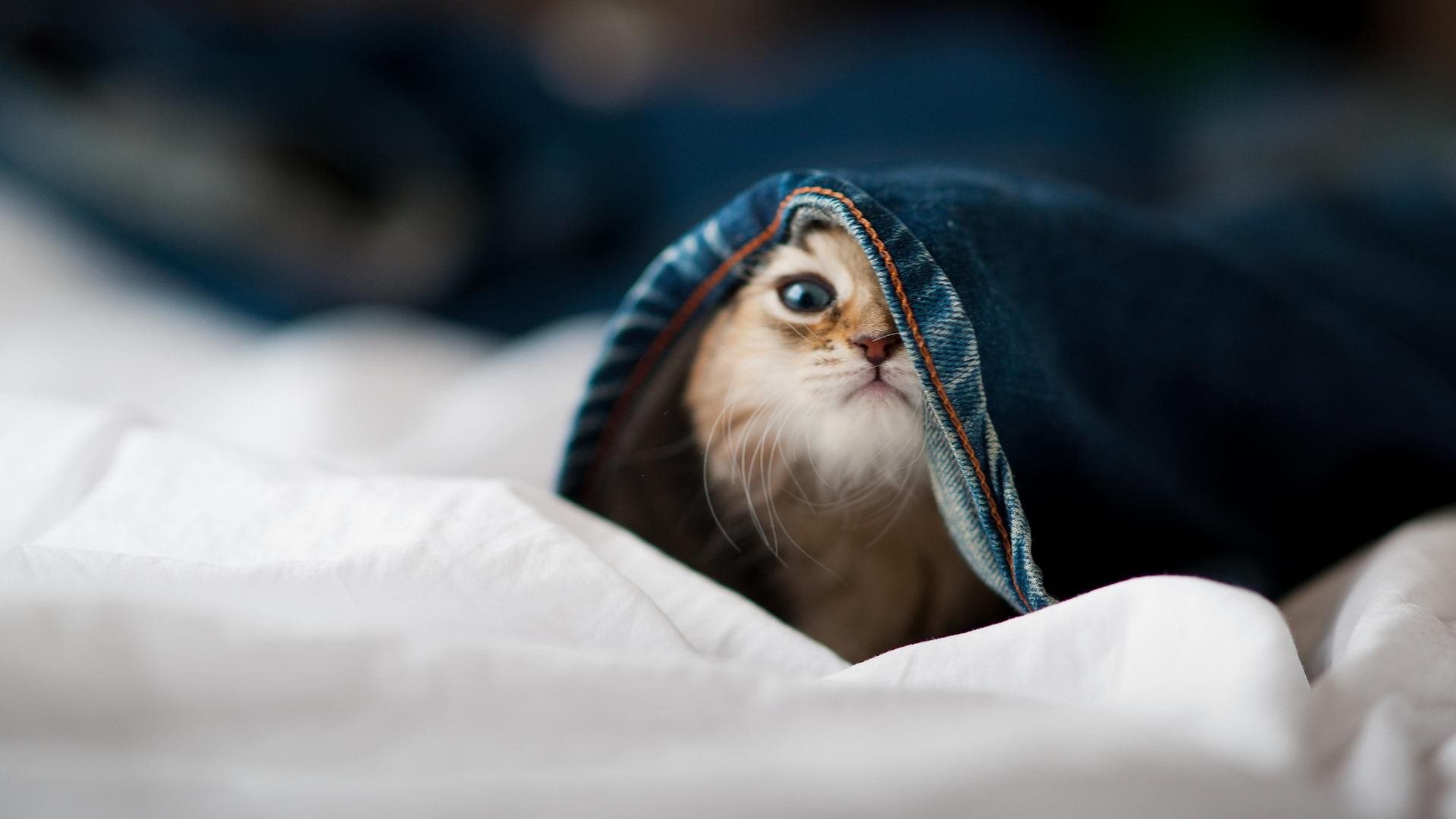 jiuyou-英超关键战，教练赞队员，英超教练下课榜