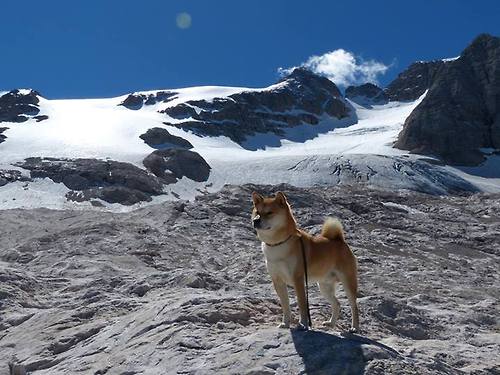 公牛大胜森林狼，关键一役中德罗赞创下生涯新高，公牛队罗德曼抢篮板集锦