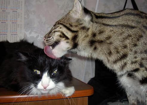 九游体育官网-关键网球女单半决赛激战连场，网球女单决赛打几局