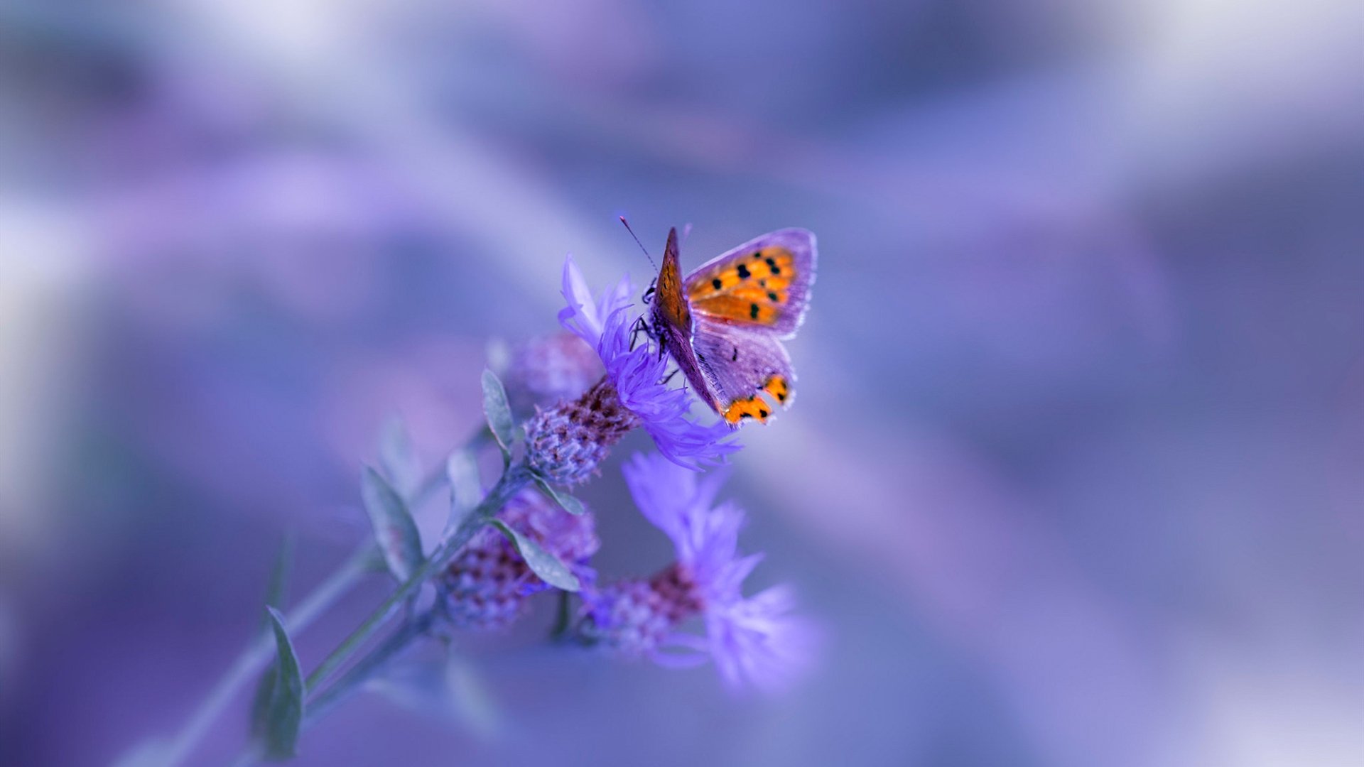 吉灵汉姆整体协同稳定,牧场球场盼连胜延续,吉灵汉vs伊普斯