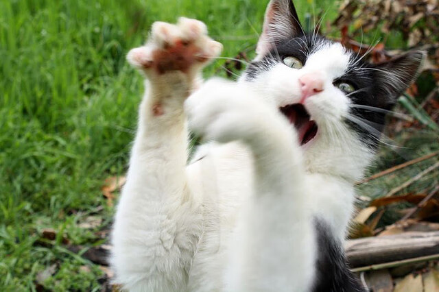 体育旅游融合发展典型案例分析，体旅融合发展的措施和成效