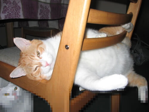 男子羽毛球汤姆斯杯中国成功卫冕，汤姆斯杯_中国男羽晋级四强