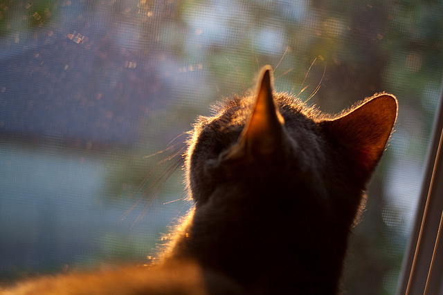 中国九游体育-西甲裁判指令语言对比赛中球队反应速度的潜在干扰分析，西乙裁判