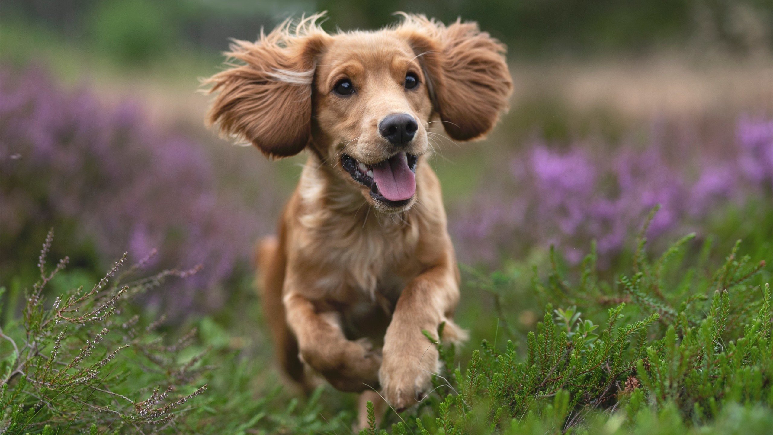 “牛仔3K亲子跑：孩子与父母一起挑战赛道”