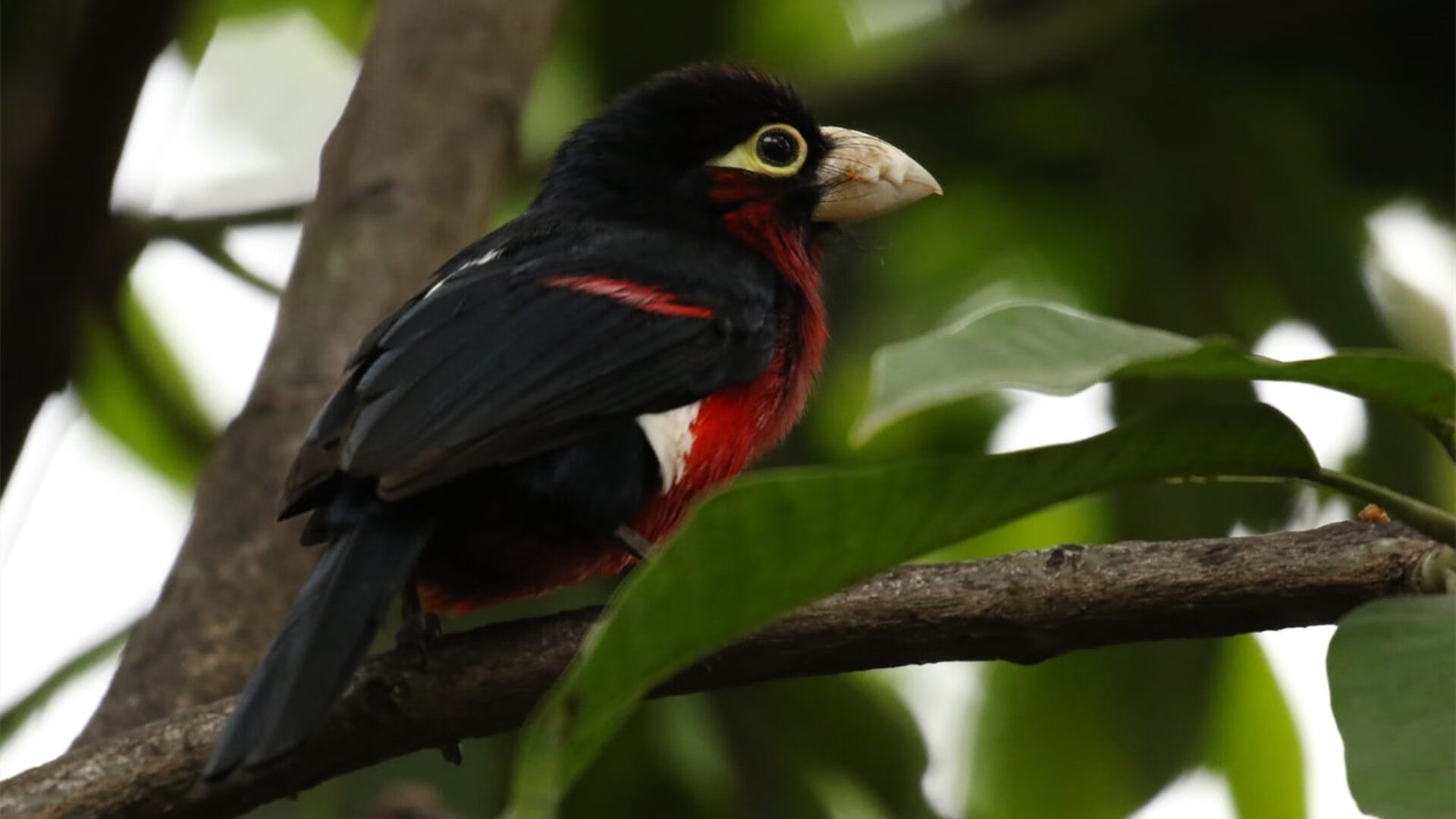 中国三人男篮挺进四强 展现速度与爆发力，中国男子三人篮球名单