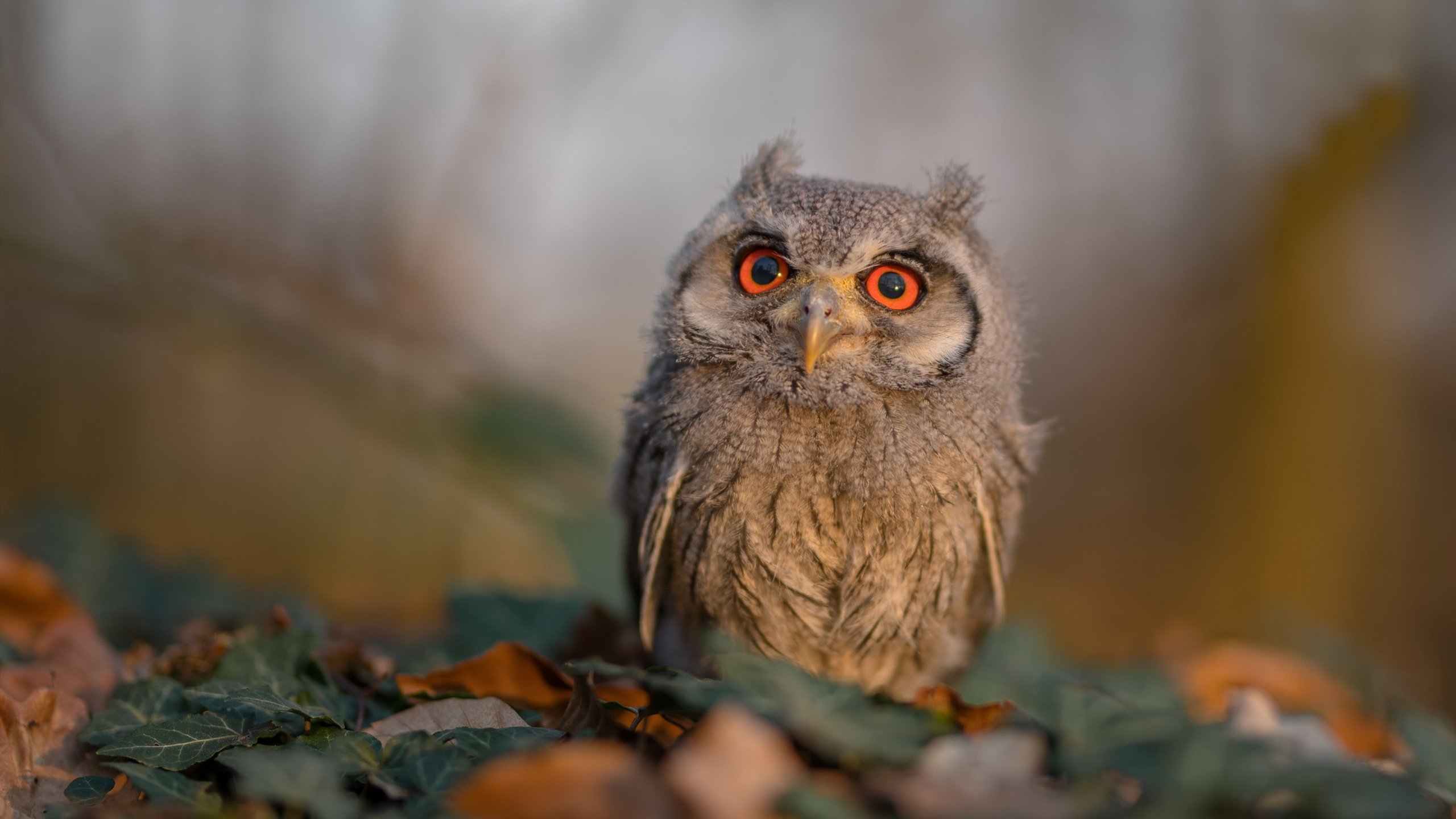 兴隆湖畔,见证速度与荣耀,兴隆湖456亩项目